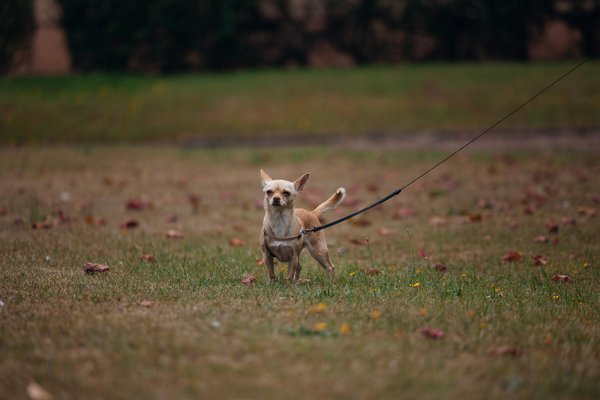Quelle est la meilleure technique de brossage pour un cobaye à long poil?