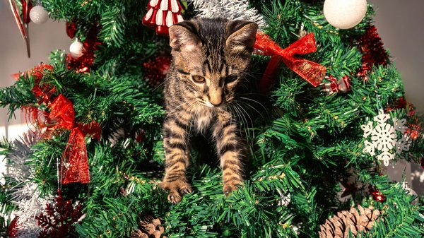 Jouet pour chat : boutique de jouets pour votre chat à découvrir !